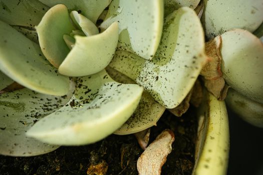 Macro shot of succulent plant, close up