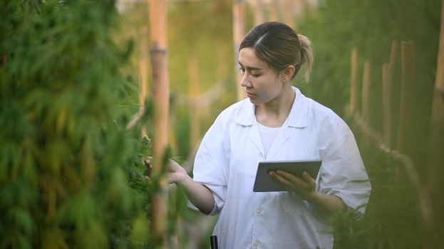 Scientist examining cannabis plants in greenhouse. Business agricultural cannabis farm and herbal alternative, cbd oil, pharmaceutical industry
