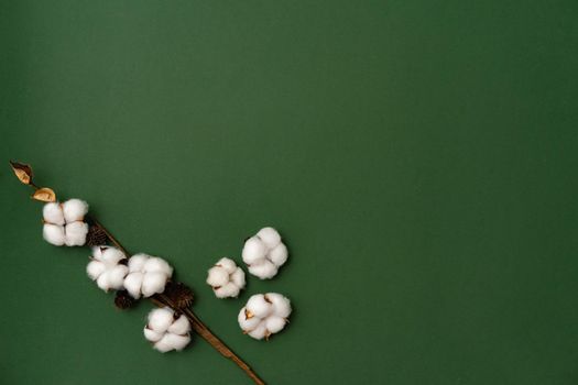 Paper green background with cotton flowers branch flat lay.