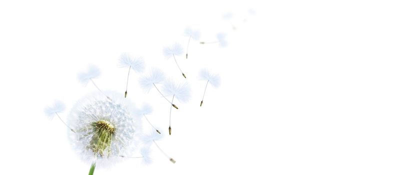 dandelion flower with flying feathers on white background