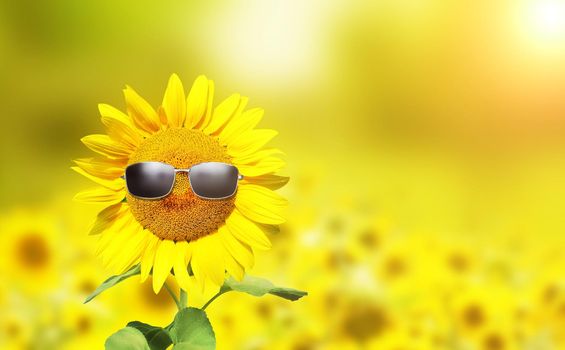 Funny sunflower with sunglasses on a sunset