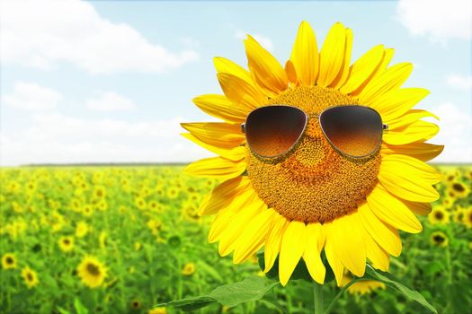 Funny sunflower with sunglasses on a blue sky