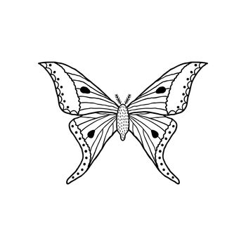 Butterfly in doodle style