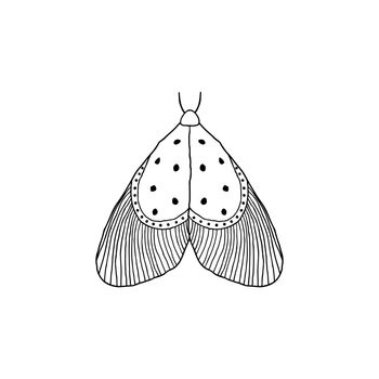 Moth in doodle style