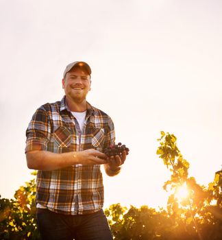 My produce is worth smiling about. Portrait of a happy farmer holding a bunch of grapes while standing in a vineyard.