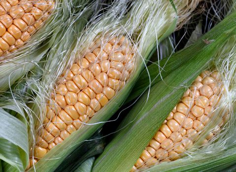Close up view of fresh yellow raw organic sweet corn  