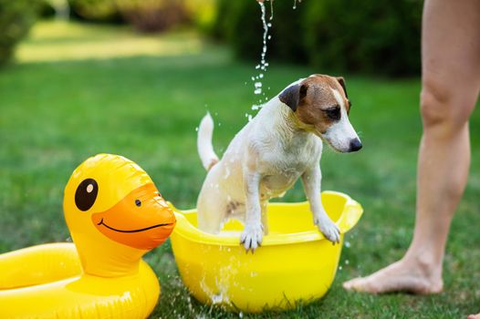 The owner washes the dog Jack Russell Terrier in a yellow basin on a green lawn.