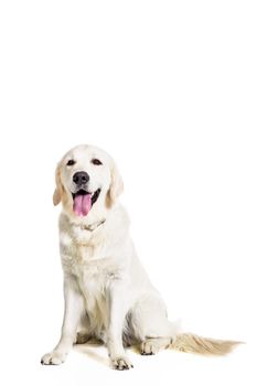 Labrador Retriever on white background