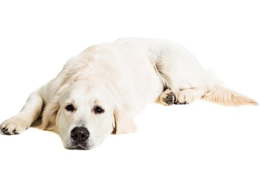 Labrador Retriever on a white background
