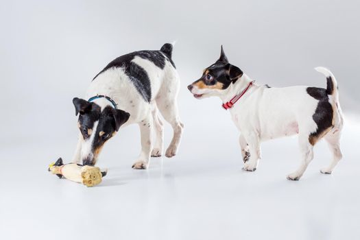 Fox terrier and Jack Russell playing in studio on grey background.