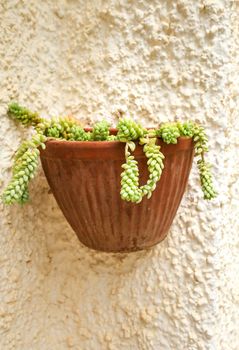 Potted Sedum Morganianum succulent plant on the wall