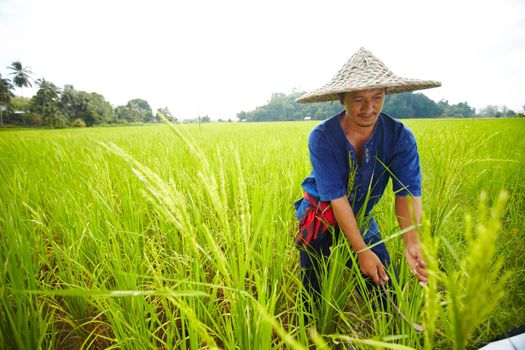 Harvest time. A Thai rice farmer harvesting rice in a field - Thailand.