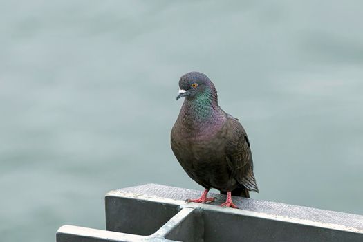 Colorful pigeon on a post.