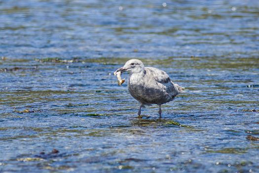 Seagull gathers food in the shallow water.
