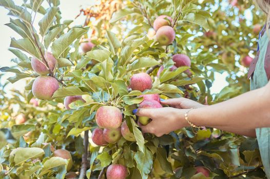 Closeup of one woman reaching to pick fresh red apples from trees on sustainable orchard farmland outside on sunny day. Hands of farmer harvesting juicy nutritious organic fruit in season to eat