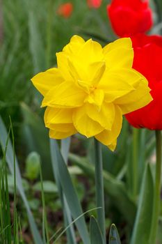 Beautiful flower of yellow daffodil growing in the garden.