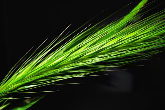 Green spikelet on black background macro shot
