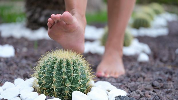 Woman stepping on round cactus with sharp thorns closeup