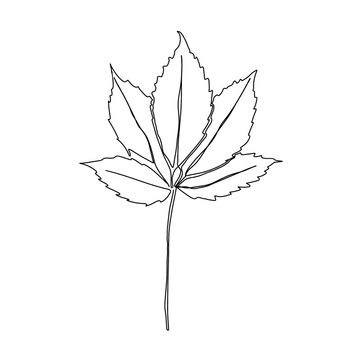 Autumn leaf continuous line drawing. Autumn leaf one line style icon