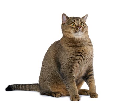 Adult gray cat scottish straight sitting on a white background