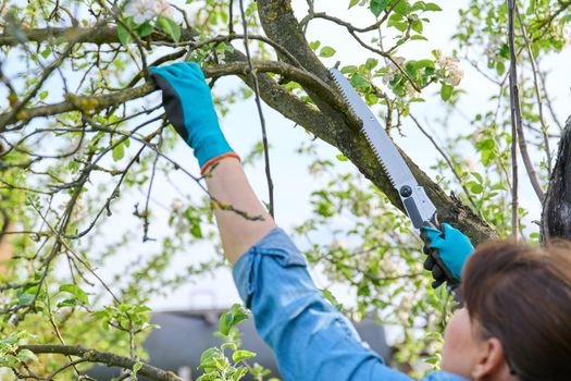 Woman gardener in gloves with garden saw cutting down a dry branch on an apple tree with