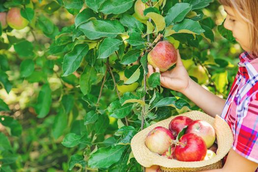 child picks apples in the garden in the garden. Selective focus.