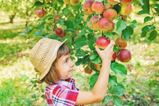 child picks apples in the garden in the garden. Selective focus.