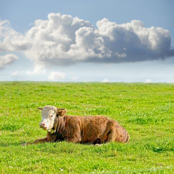 Hereford cow on a sustainable dairy farm pasture. One Brown and white cow isolated against green grass on remote farmland and agricultural estate. Raising live cattle in a grass-fed farming industry