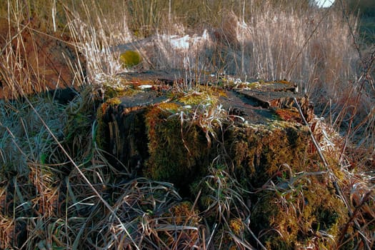 Moss covered tree stump in grass field. Rural nature scene of overgrown algae and wild reeds on a fallen tree in a dry and arid forest trail for hiking and exploration. Decaying swamp land in Denmark