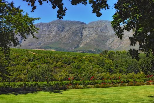 Landscape view of vineyard and mountains in wine country. Organic, sustainable, environment estate, plantation growing grapes for alcohol industry in Stellenbosch, Western Cape, South Africa in summer