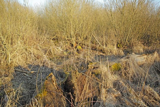View of dry, arid grassland and a fallen tree in an empty Denmark swamp in early spring. Uncultivated textured background with detail and dense thorn bushes and shrubs covering land, a field or veld
