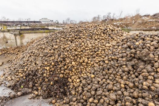 Pile of potatoes organic waste at compost plant