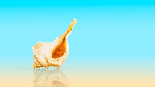 Conch Sea shell on blue background with reflection