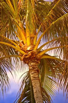 Below view of a palm tree branches and leaves outside at sunset during summer vacation and holiday abroad and overseas. Low angle view of coconut plant growing in tropical environment in the evening