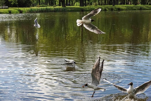 a flock of seagulls flies over the lake in the Park
