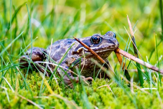 A common frog, Rana temporaria, hiding between the green gras and moss in Ireland