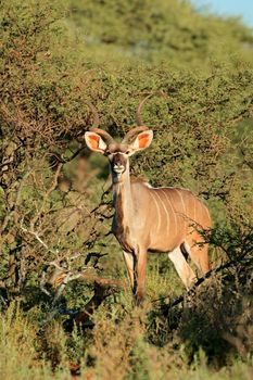 Kudu antelope in natural habitat