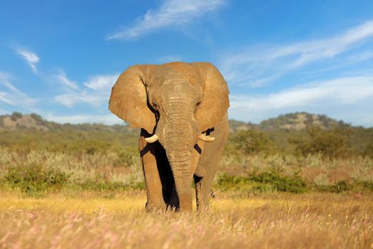 African elephant bull - Etosha National Park