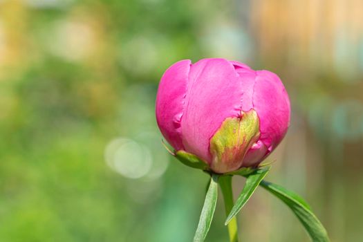 a blooming peony bud on a green background