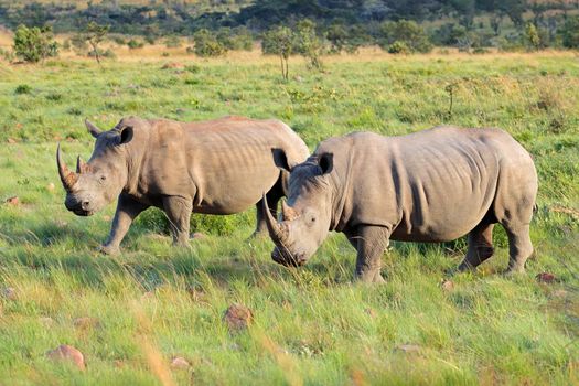 White rhinoceros pair in natural habitat