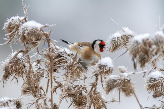 a goldfinch sits on a snowy thistle and looks for food