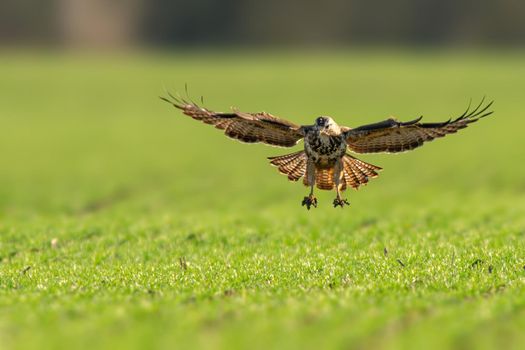 a buzzard flies over a green field