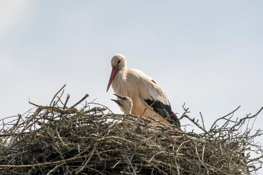 a white stork with chicks in its nest