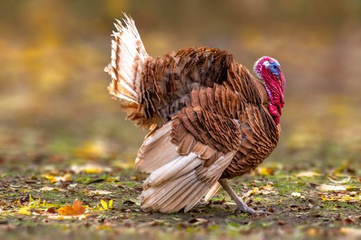 a turkey cock during courtship