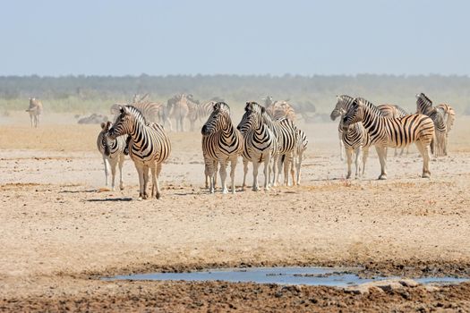 Plains zebras at a waterhole - Etosha
