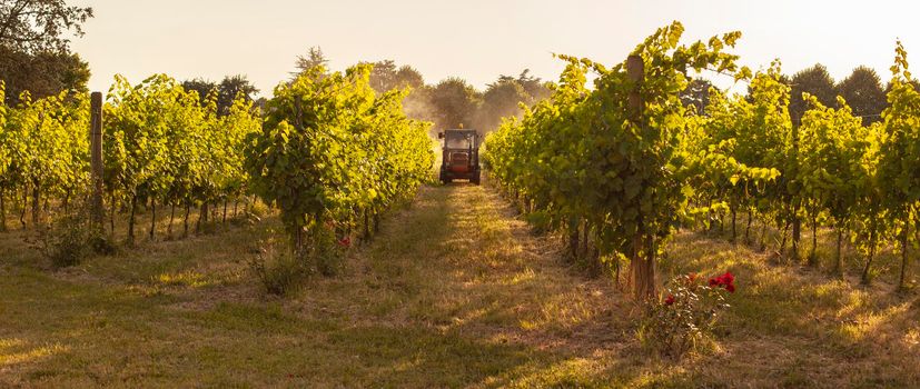 Vineyard tractor insecticide treatment