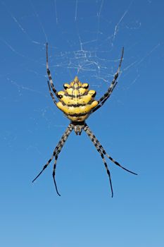 Garden orb web spider in web