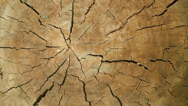 Abstract texture of a cracked tree, texture heartwood background. Wood texture for background.