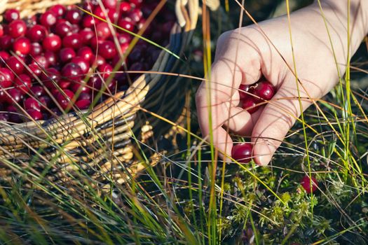 Woman's hand picking ripe cranberries in the swamp