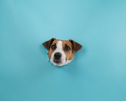 Funny dog muzzle from a hole in a paper blue background.